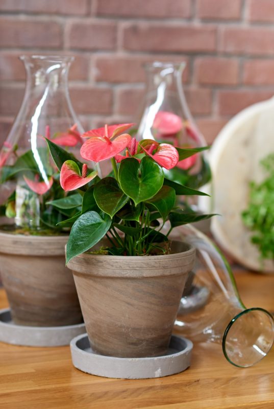 Is de anthurium plant giftig?