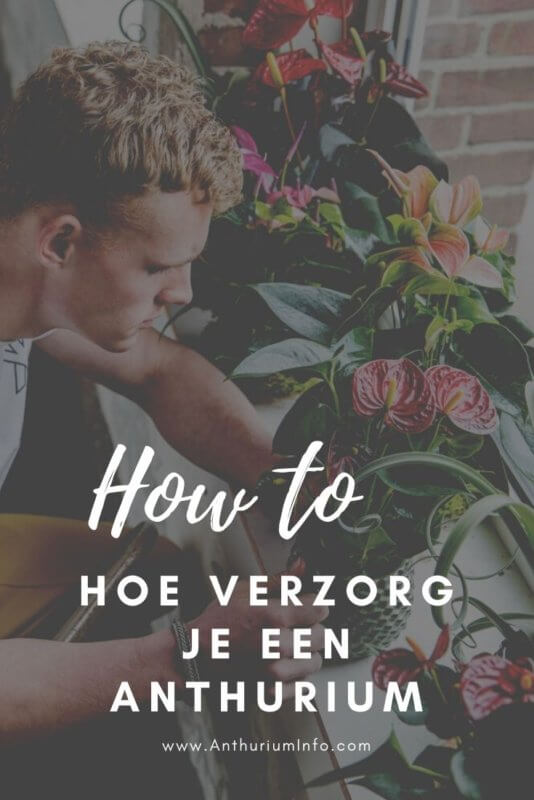 Hoe verzorg ik een anthurium plant en snijbloemen