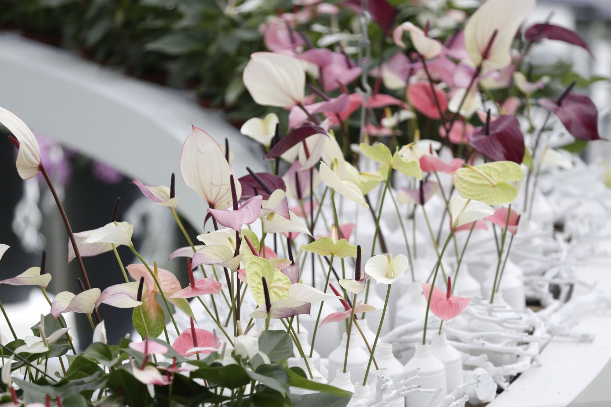 Anthurium_Planten_verzorging_bloemen_flamingoplant_anturium ...