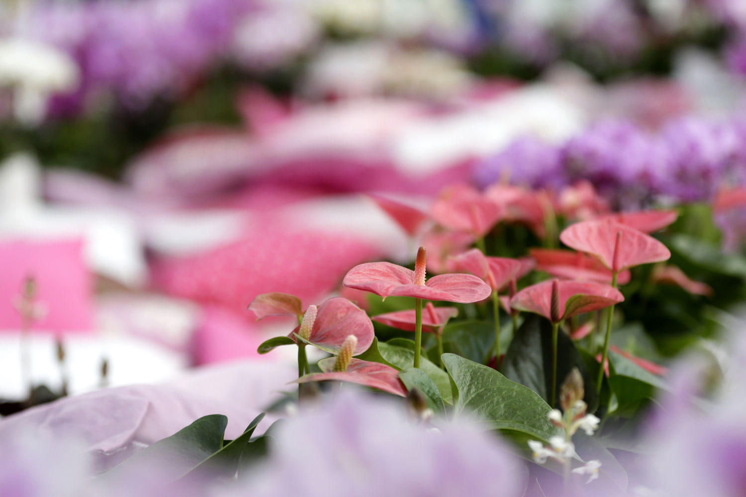 Anthurium_Planten_verzorging_bloemen_flamingoplant_anturium ...