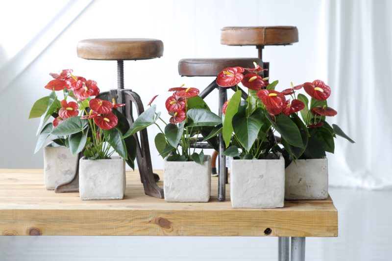 Anthurium stekken