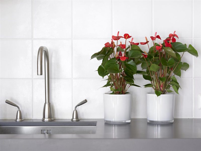 Anthurium snoeien? Dat kan de levensduur verlengen. Een aantal tips!