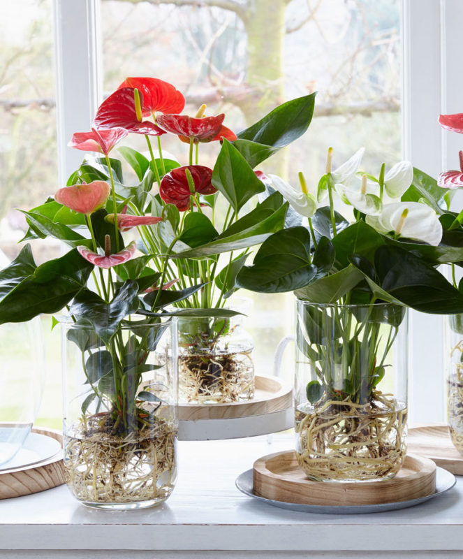 De anthurium op water