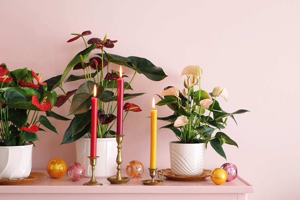 Kerst tip: Zet een Anthuriumplant op een dressoir en combineer met kaarsen en kerstballen in dezelfde kleur