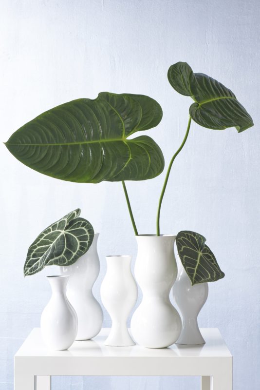 Styling tip hoe decoreer je met anthurium potplanten