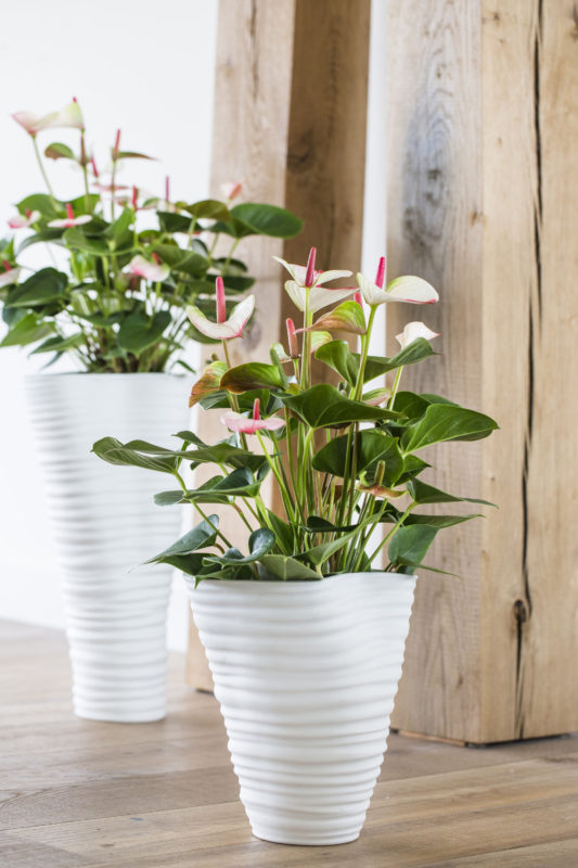 5 interessante feitjes over de anthurium potplant en snijbloem