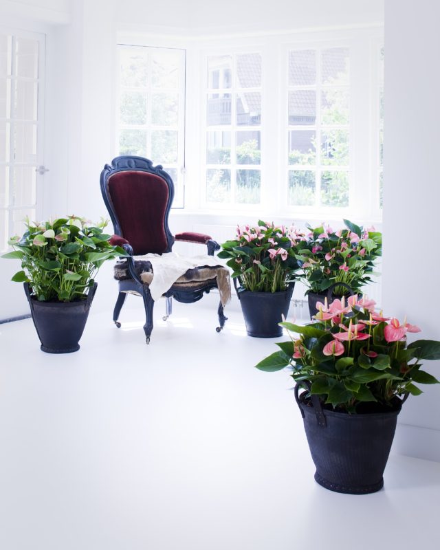 Dag kerstboom, hallo potplant!