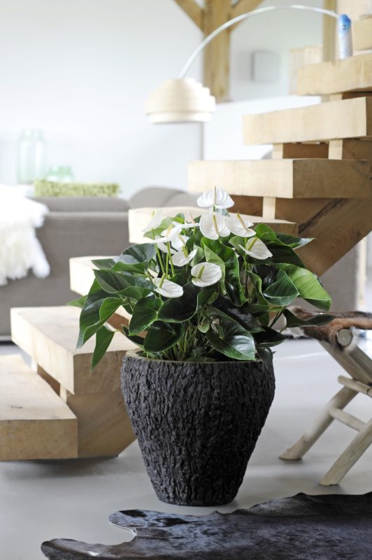 Dag kerstboom, hallo potplant!