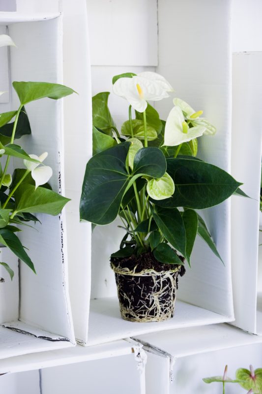 Styling tip hoe decoreer je met anthurium potplanten
