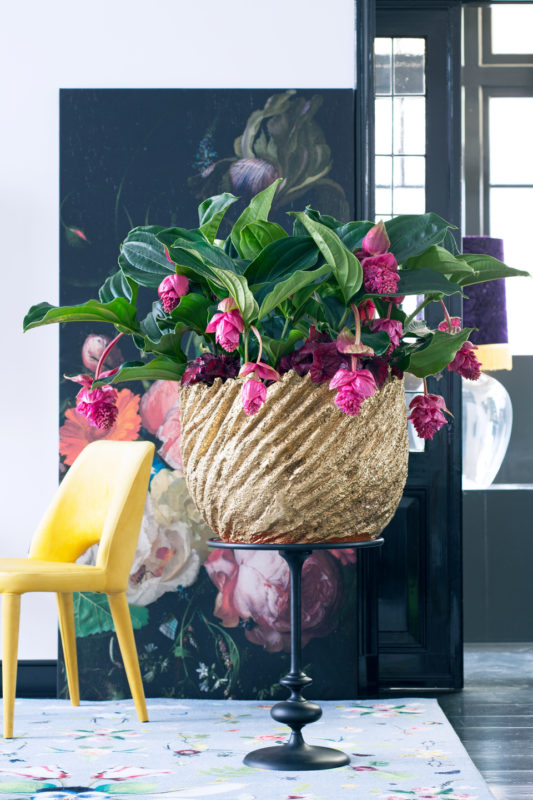 De planten trend van 2018: Romance 3.0