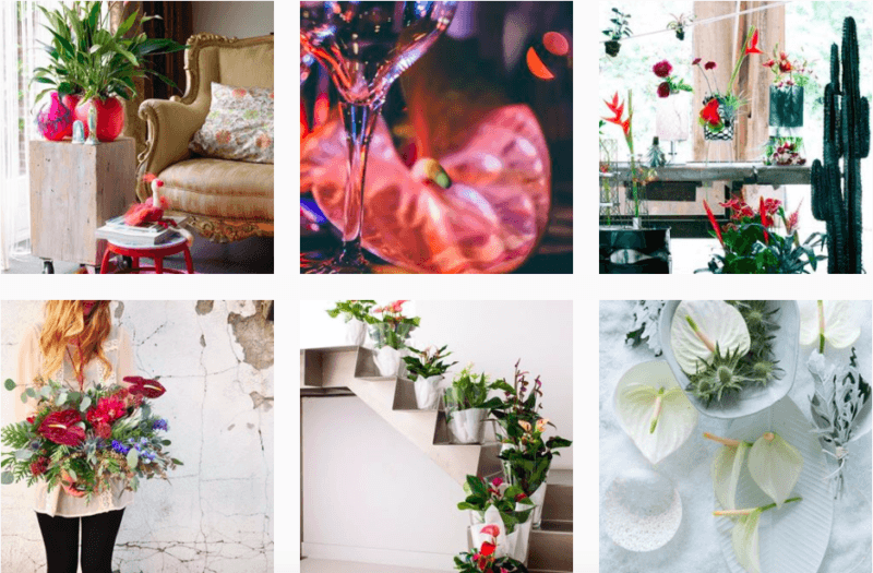 6 Instagram-accounts voor plantenliefhebbers