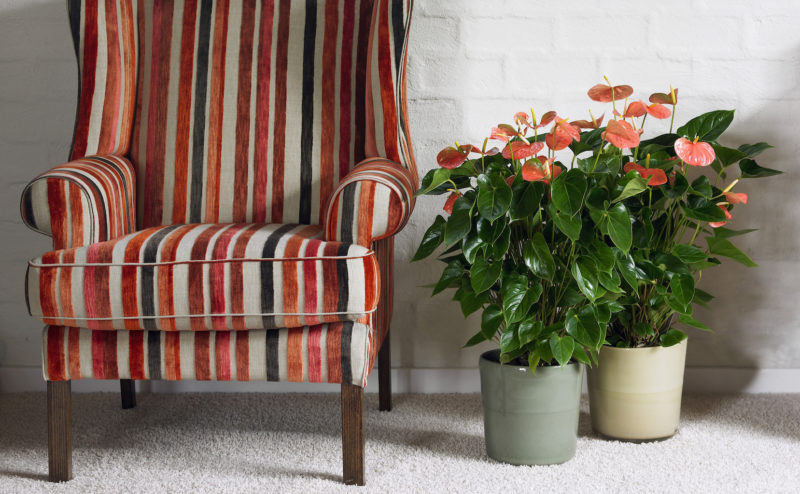 Deze 5 planten zorgen voor een schonere én frissere lucht in huis
