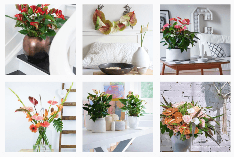 6 Instagram-accounts voor bloemenliefhebbers
