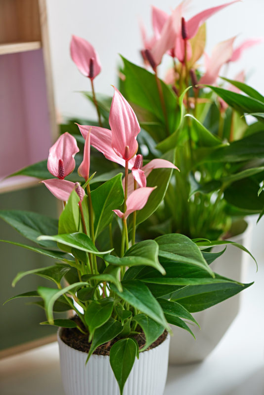 Anthurium lintvormig