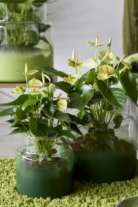 Haal het voorjaar in huis met planten