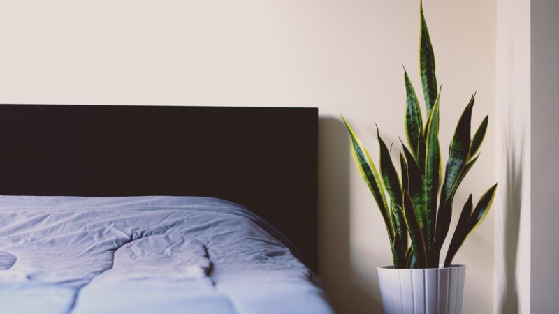 5 planten die voor een betere nachtrust zorgen