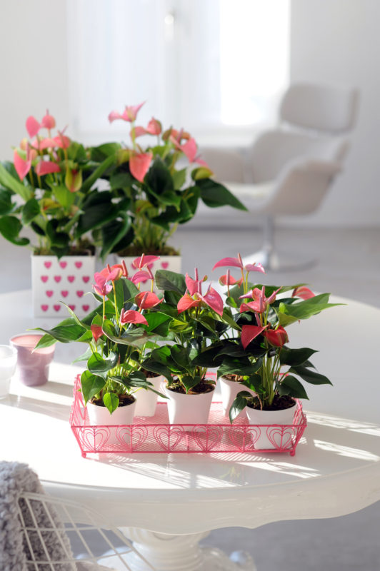 Zo overleven je planten de vakantie