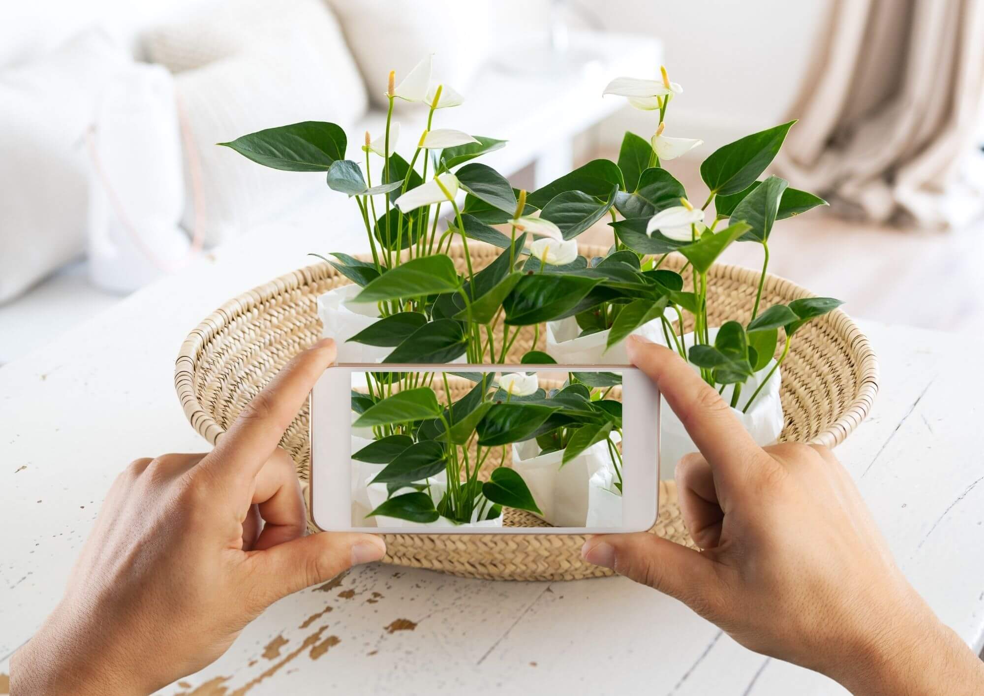 houder onwetendheid premie 6 planten apps die je helpen bij de identificatie en verzorging van een  plant