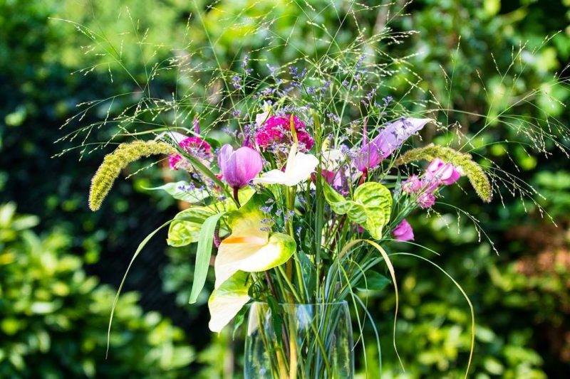 hoofdonderwijzer Ploeg Allergie vaker-bloemen-te-kopen-bloemist-bos-boeket-bloem-anthurium-snijbloem -  Anthurium