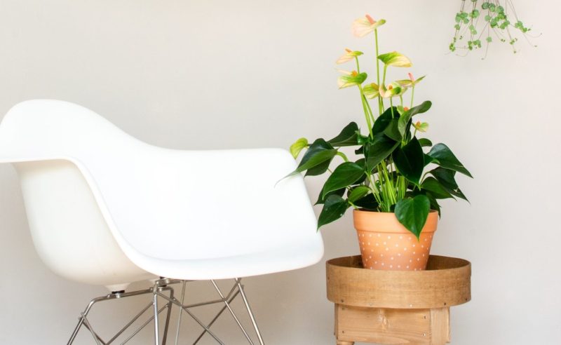 Zo help je je planten de winter overleven