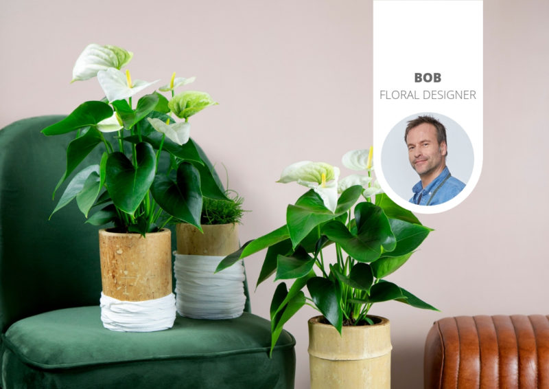 Waar kun je een anthurium plant online bestellen?