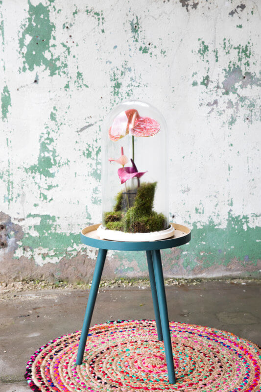anthurium kokedama voor Moederdag