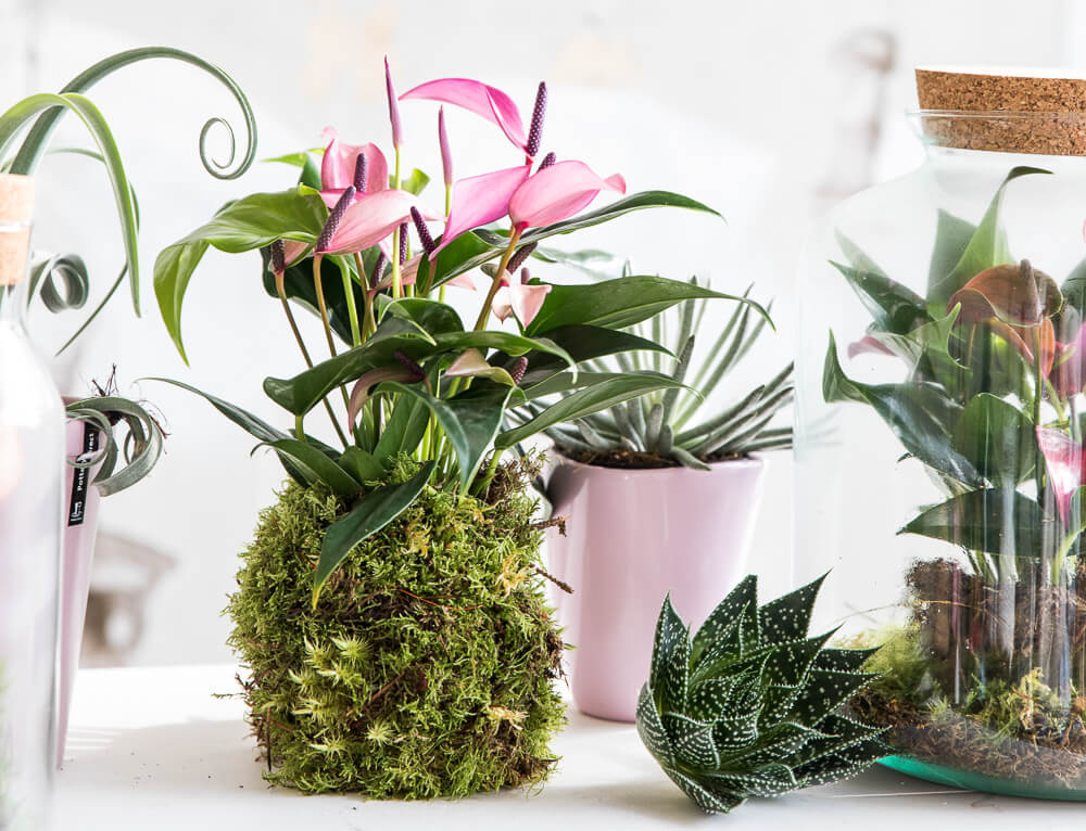 4 originele manieren om een plant cadeau -