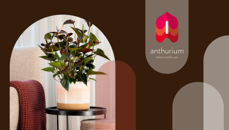 Herfstinspiratie met Anthuriums