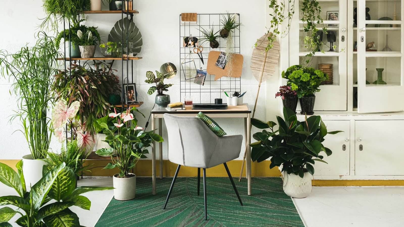 Plant Design: planten op #1 tijdens het inrichten van een woning