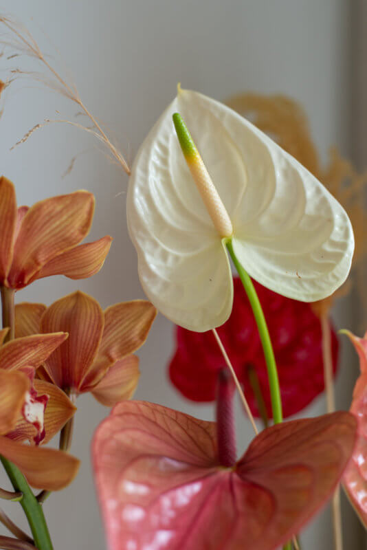 Zeg het met anthuriums