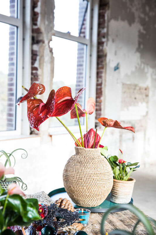 Zo creëer je een herfst interieur met anthurium bloemen