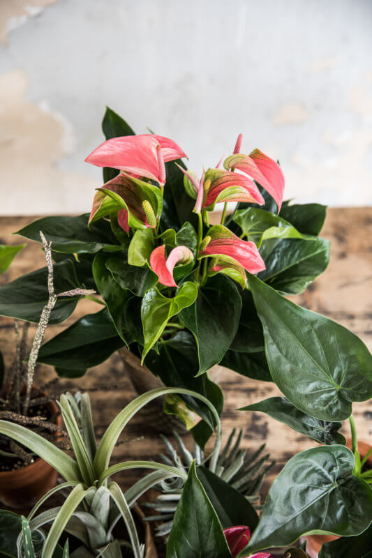 Zo creëer je een herfst interieur met anthurium bloemen