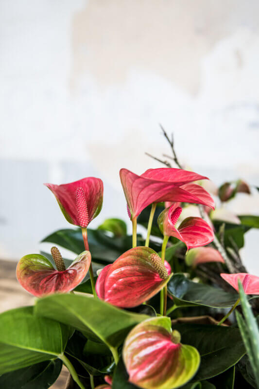 Zo creëer je een herfst interieur met anthurium bloemen
