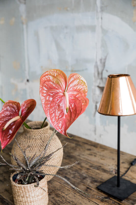Zo creëer je een herfst interieur met anthurium bloemen