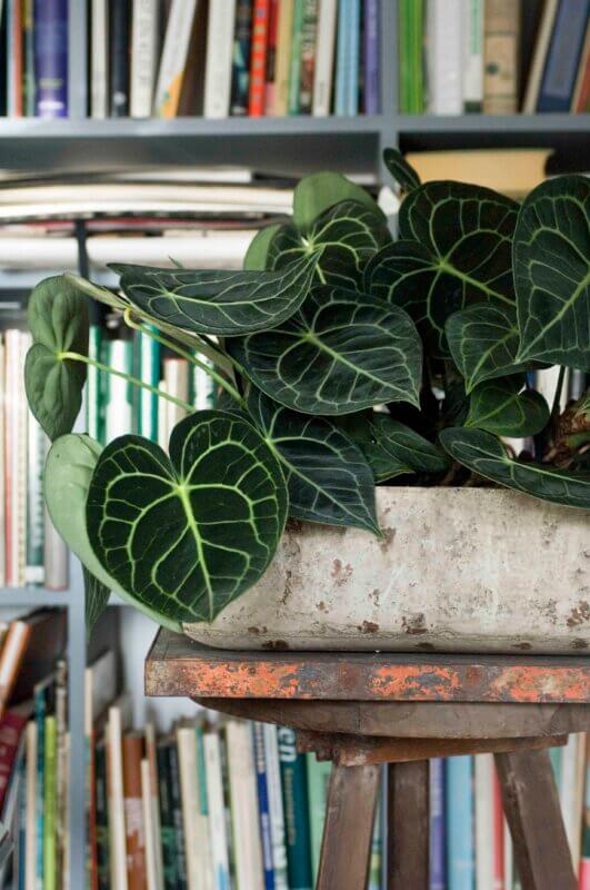 anthurium clarinervium